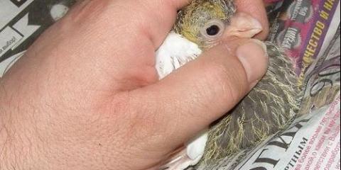 Kako hraniti bebe goluba